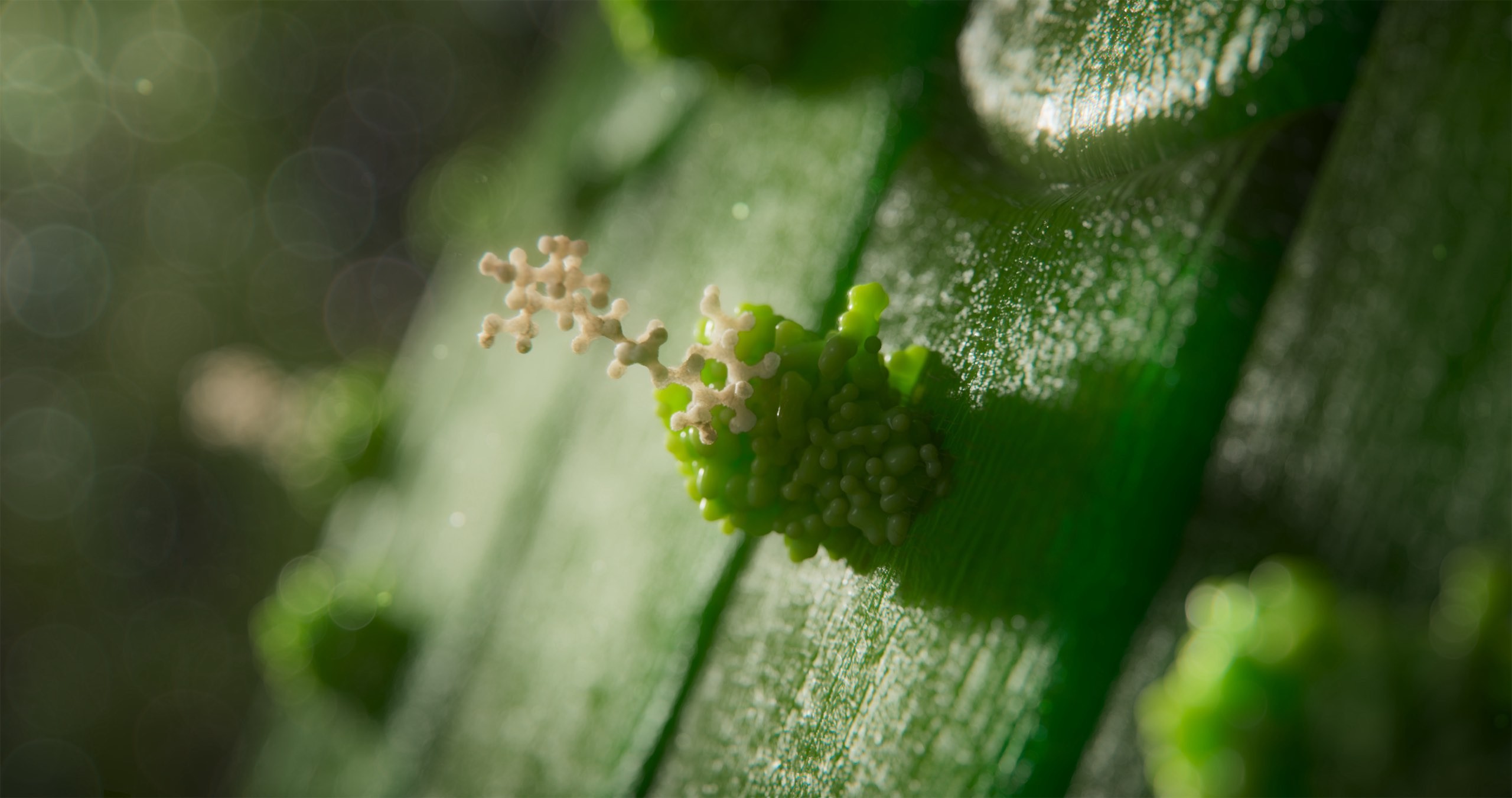 This 3d animation shows a plant leaf with a receptor and a chitosan molecule attaching.jpg